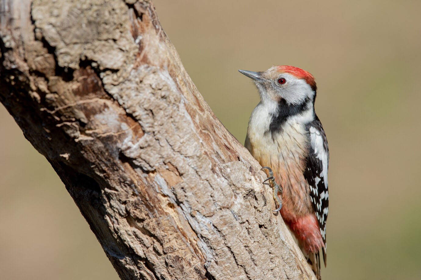 A Quién Pertenece El Pájaro Loco