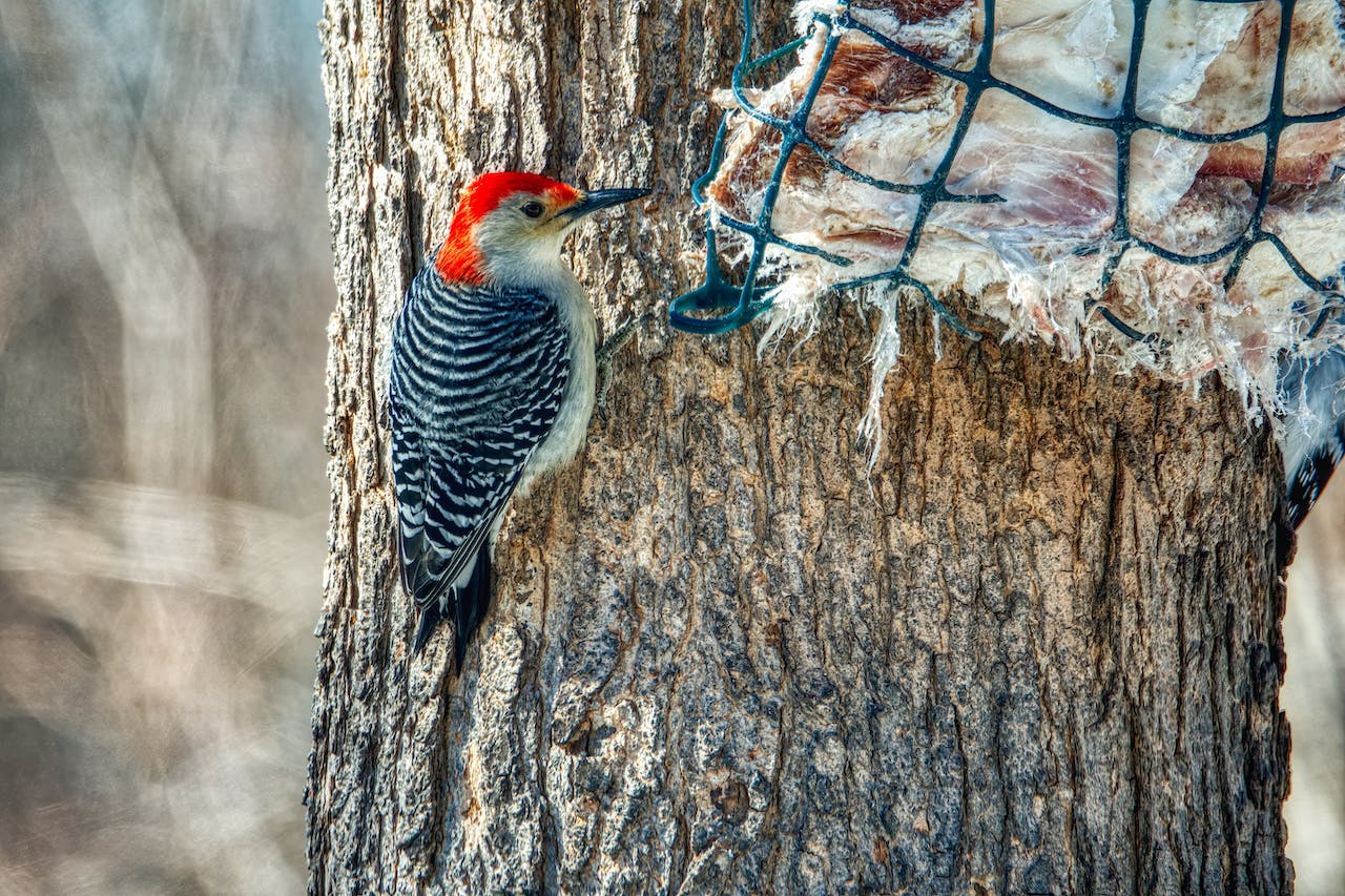 Cómo Es El Canto Del Pájaro Carpintero