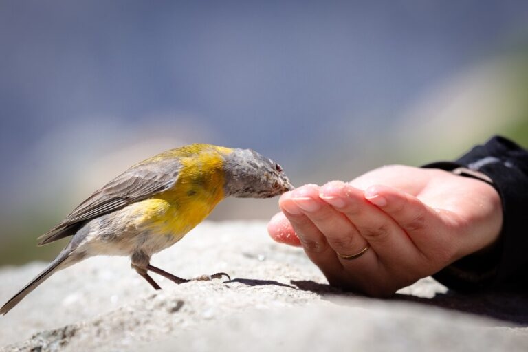 Como Saber Si Un Pájaro Se Está Muriendo