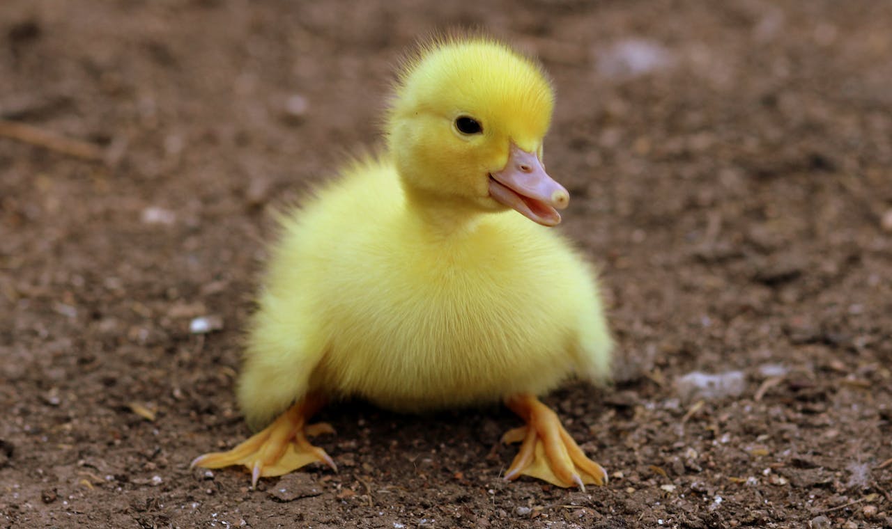 Como Se Llama El Pájaro Amarillo De Snoopy