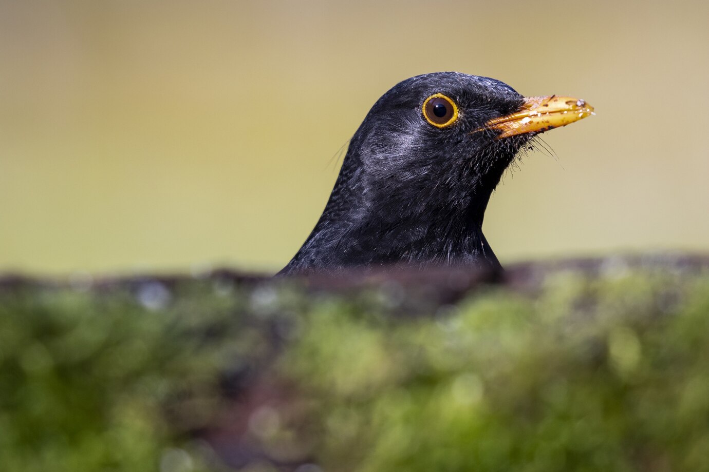 Cuál Es El Pájaro Más Feo Del Mundo