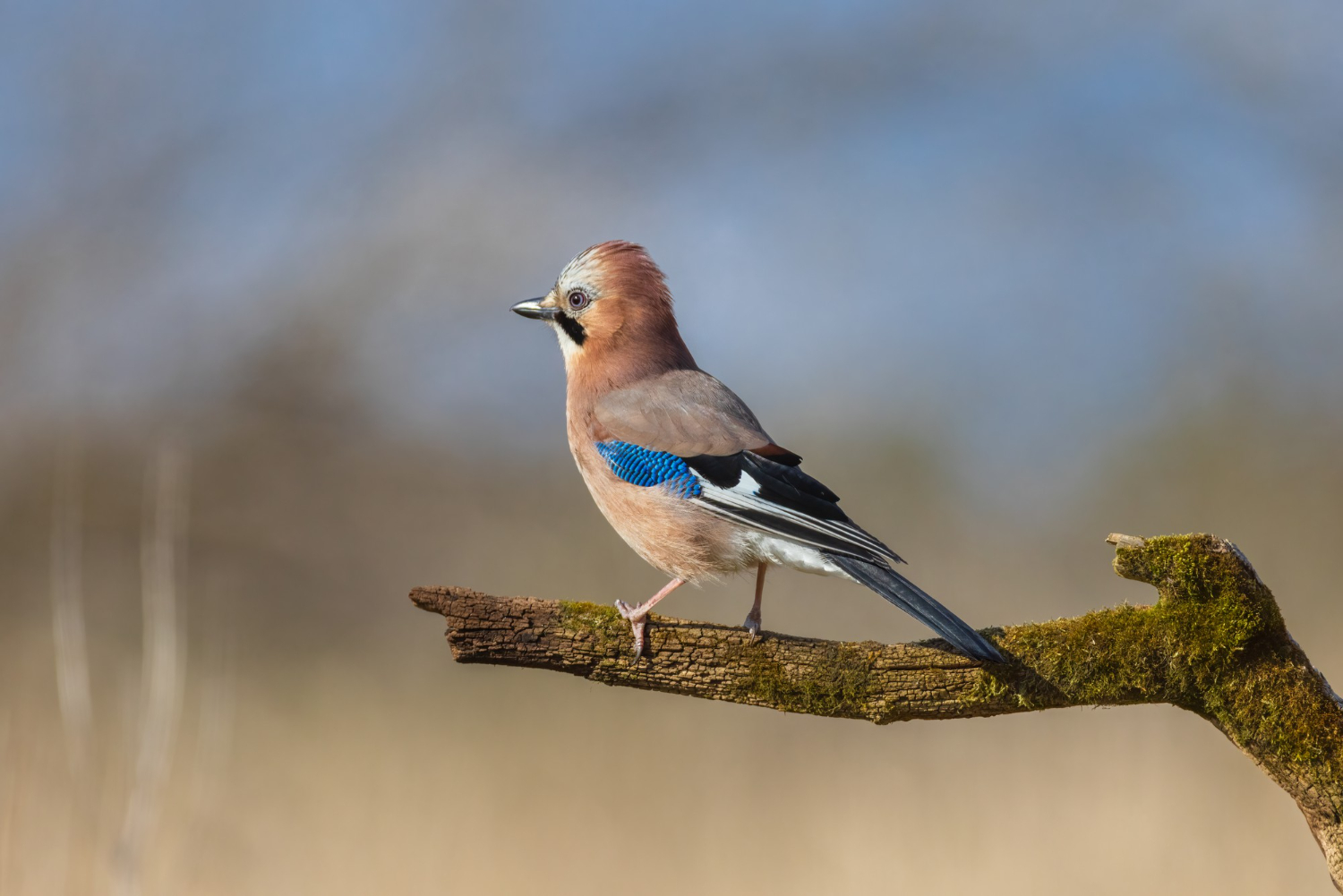 Cuál Es El Pájaro Nacional Argentino