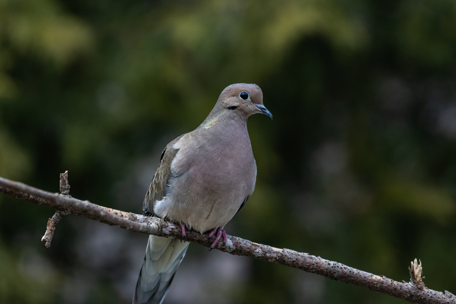 Cuál Es El Pájaro Que Anuncia La Muerte