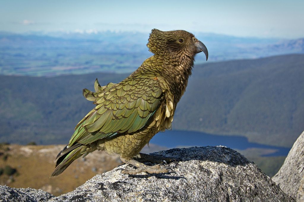 El origen del pájaro Kiwi y su singular procedencia