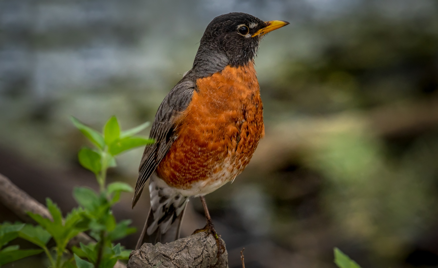 Pajaro negro pico naranja - Una Guía Completa