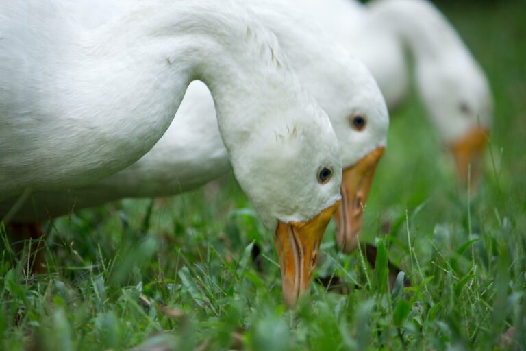 Que Come Un Pato - Una guía completa