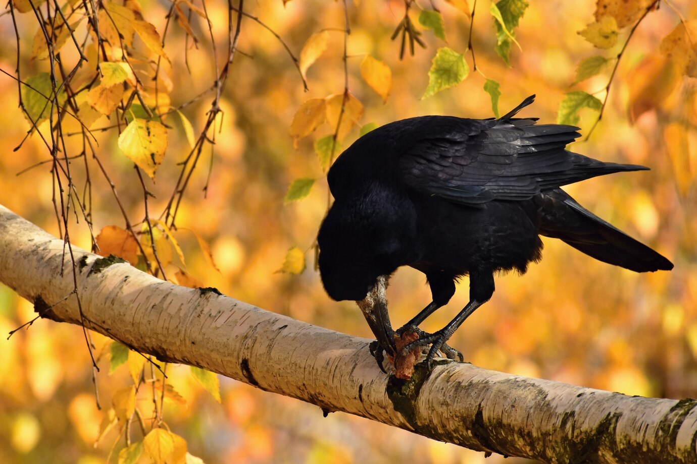 ¿Qué significa soñar con un pájaro negro?